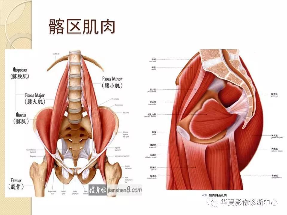 深层则经股直肌(股神经支配)和臀中肌(臀上神经支配)之间暴露(图3)