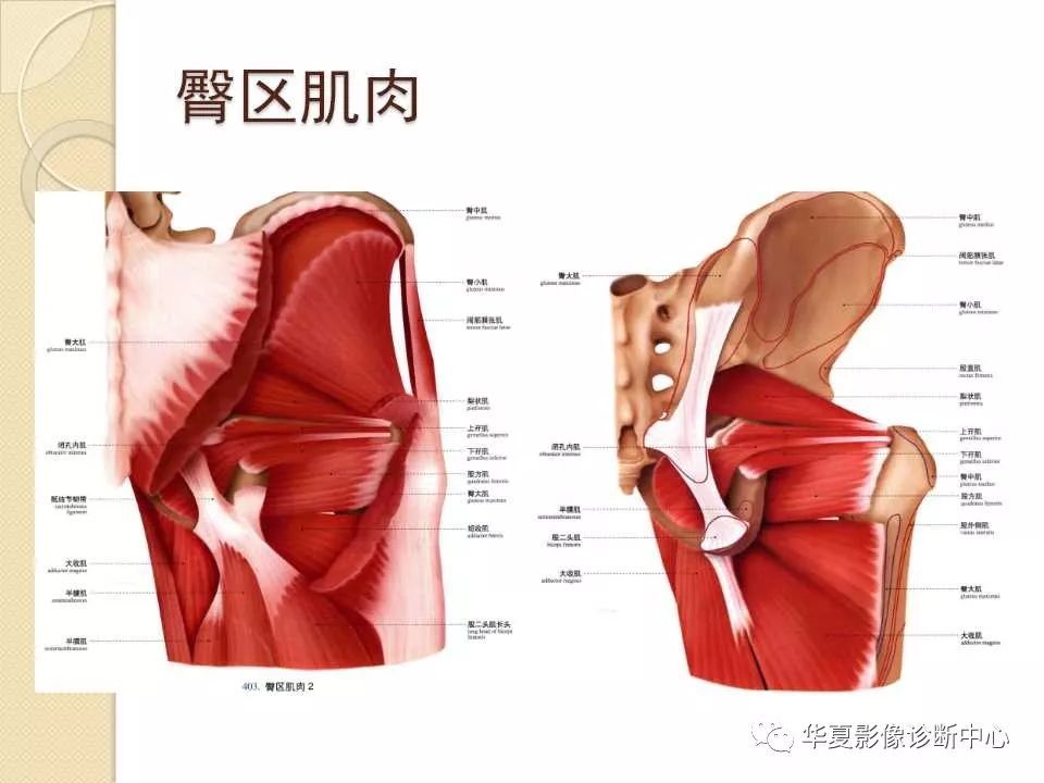 浅层经缝匠肌(股神经支配)和阔筋膜张肌(臀上神经支配)间隙进入(图2)