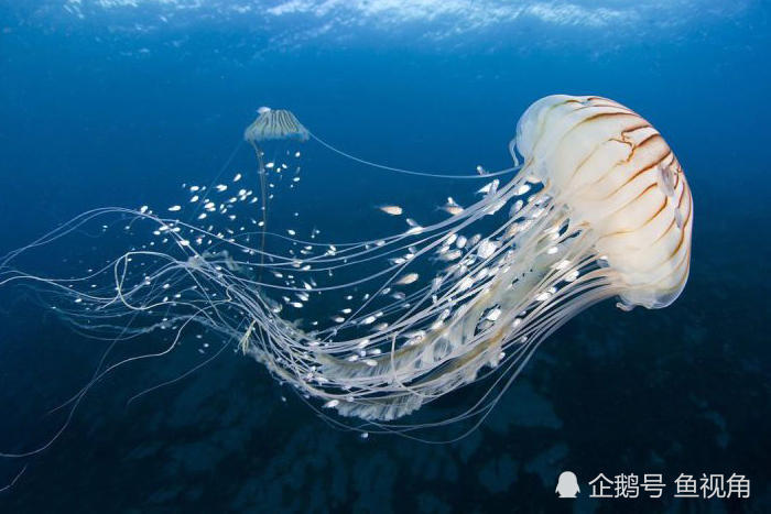 地球现存最大的海龟,一天可吃半吨水母,张开嘴宛如