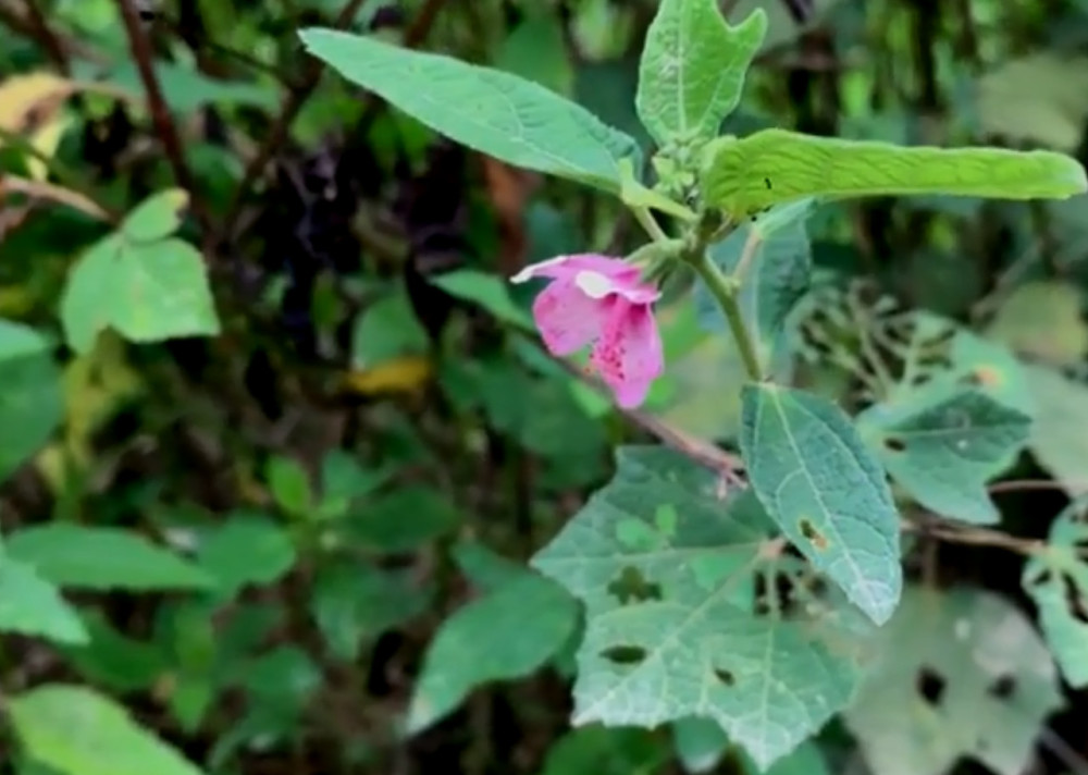 这种野草人称"八卦拦路虎",是很好的中药材,对风湿疾病很有效