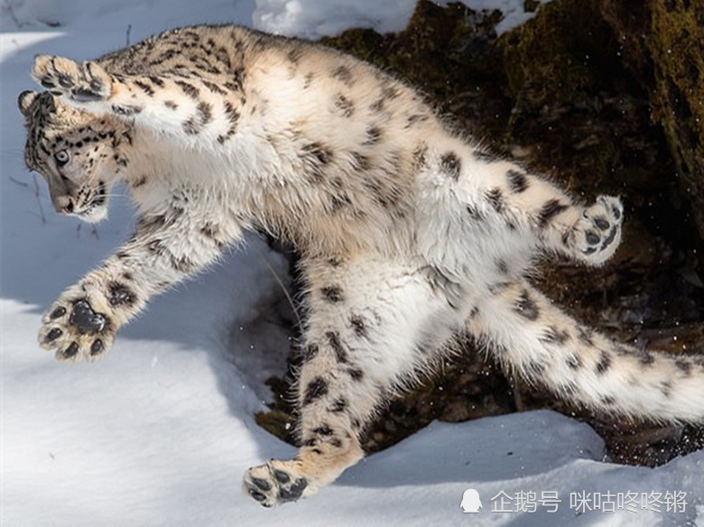 超可爱的雪豹崽崽,在线求抱抱,你真的不心动吗