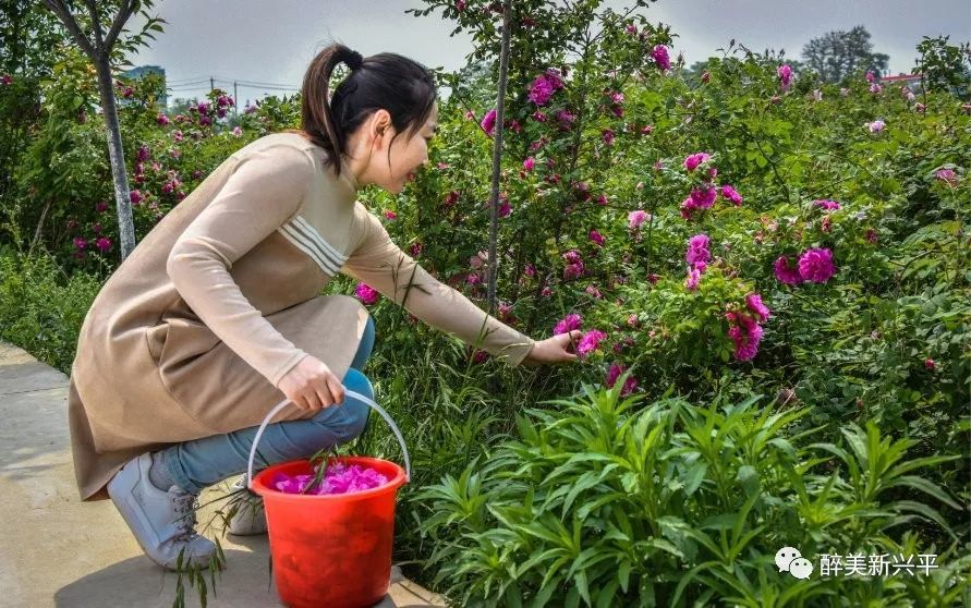 兴平玫瑰庄园赠票啦!300亩玫瑰盛开,带着心爱的人来个