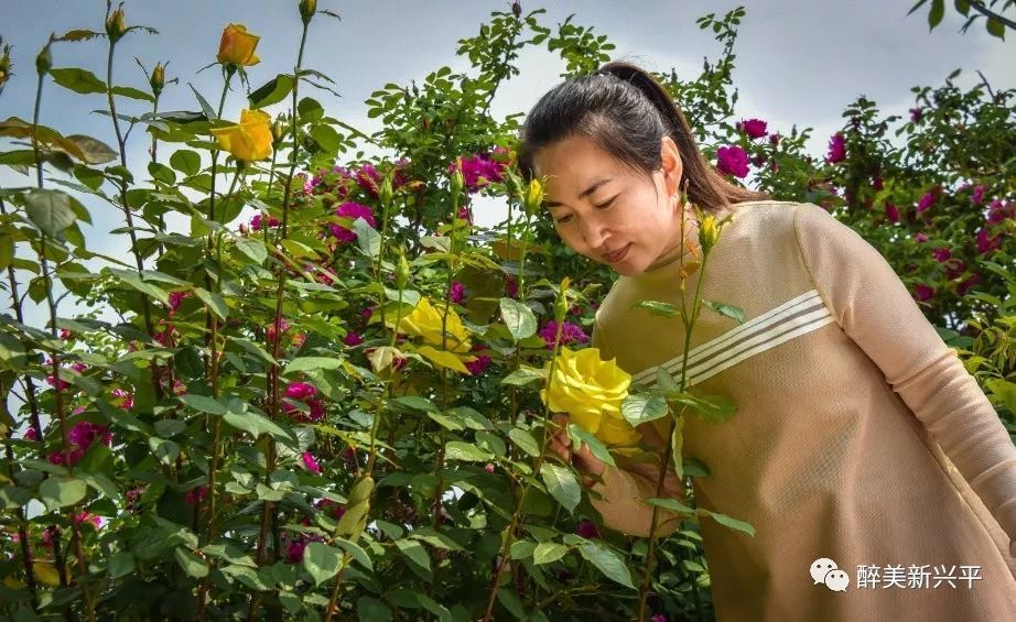 兴平玫瑰庄园赠票啦!300亩玫瑰盛开,带着心爱的人来个