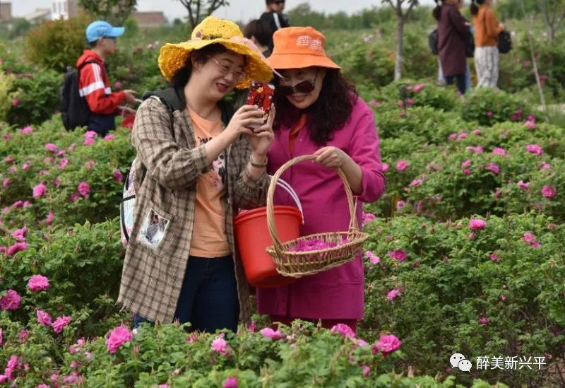 兴平玫瑰庄园赠票啦!300亩玫瑰盛开,带着心爱的人来个