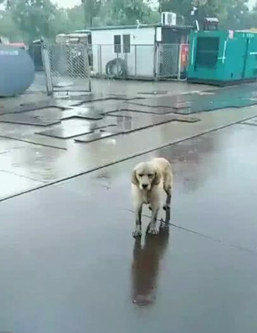 女子屋檐下躲雨,看见流浪狗在雨中踱步,脸上表情让人