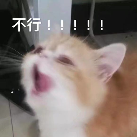可爱猫咪搞笑表情包:无情嘲笑,哈哈哈哈!