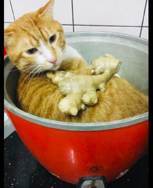 橘猫在锅里睡觉 主人把生姜放里面假装煮汤 猫 再放点大料啊 看点快报