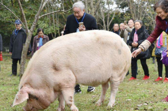 曾骨瘦如柴,地震中被埋36天的"猪坚强",现在过得怎么样了?