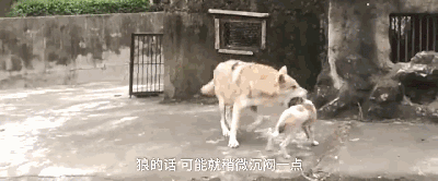 公狼在狗狗跟前受尽欺负,活得十分卑微,却仍乐在其中