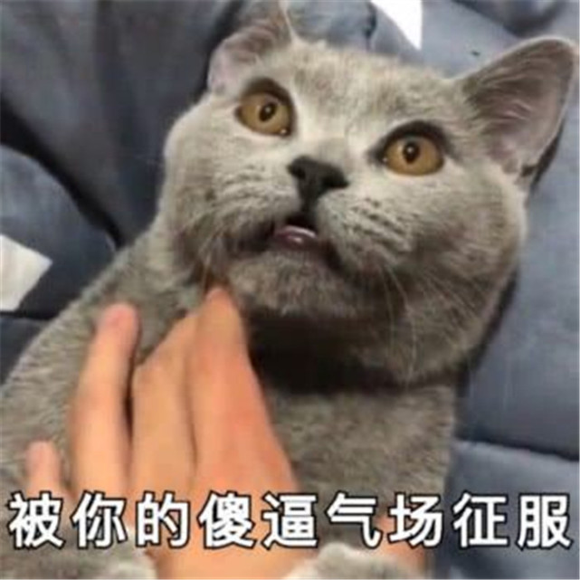 可爱萌宠猫咪斗图表情包:啊看什么啦?还不快给你的小