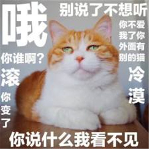 可爱萌宠猫咪斗图表情包:怎么跟爸爸说话呢这是!