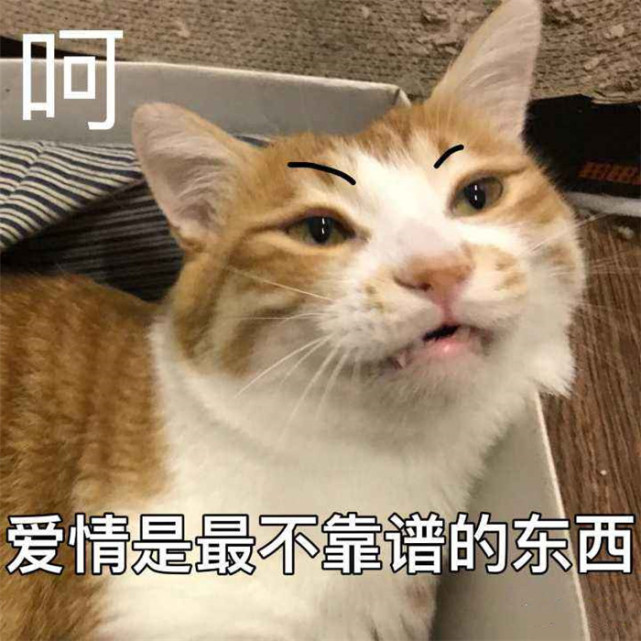 可爱萌宠猫咪斗图表情包:呵,爱情果然是最不靠谱的东西