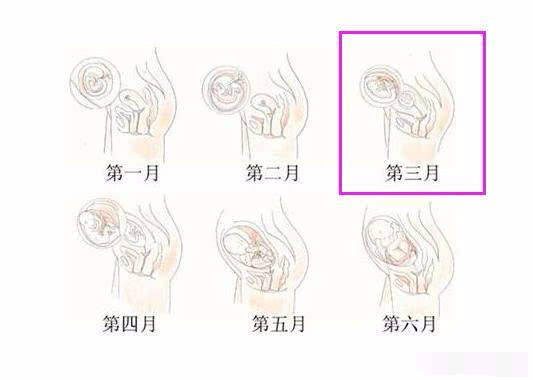 怀孕三个月肚子有多大?知情人士给出答案,原来我们都