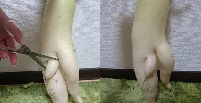 大自然真奇妙，将成为火锅料的“萝卜先生”`