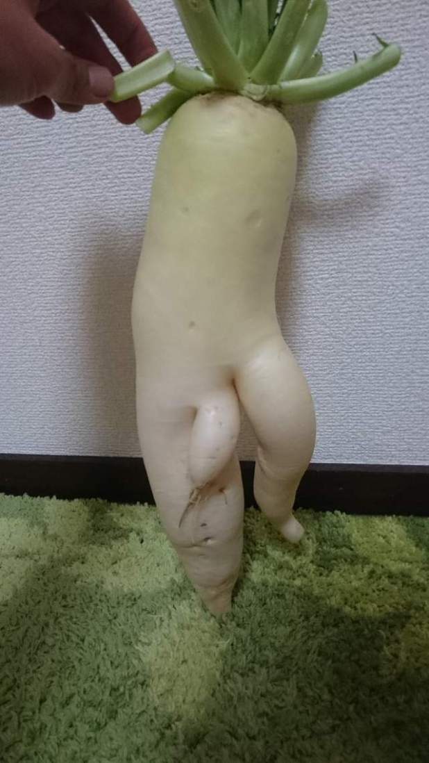 大自然真奇妙，将成为火锅料的“萝卜先生”`