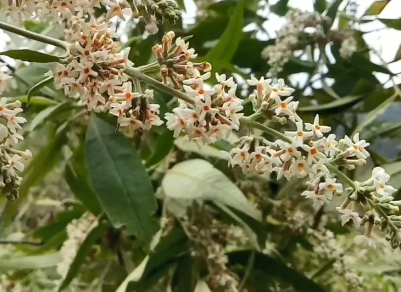 云南有种叫"染饭花"的植物,农户爱用它染糯米吃,还能清热下火