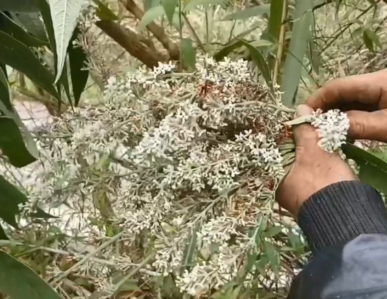 云南有种叫"染饭花"的植物,农户爱用它染糯米吃,还能清热下火