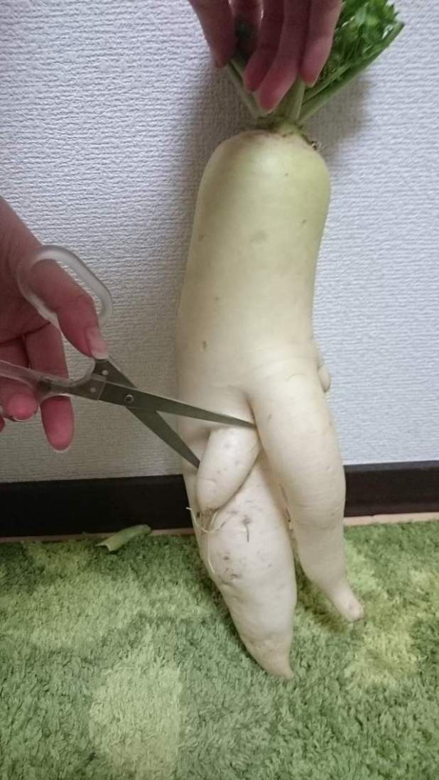 大自然真奇妙，将成为火锅料的“萝卜先生”`