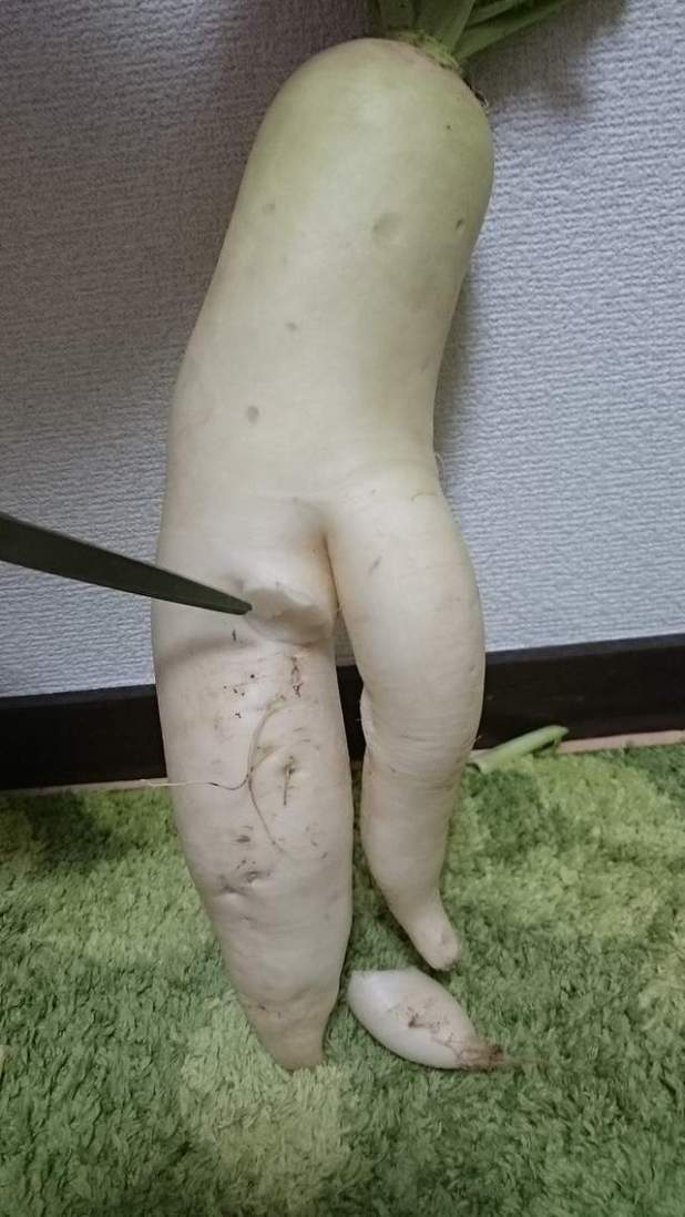 大自然真奇妙，将成为火锅料的“萝卜先生”`