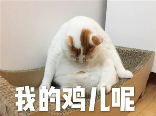 表情包!小奶猫:谈恋爱二缺一,拒绝我就打死你!橘猫:削