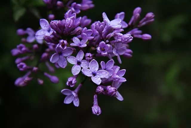 纯洁的初恋 紫色丁香花的花语: 初恋,光荣,友情 蓝紫色丁香花的花语