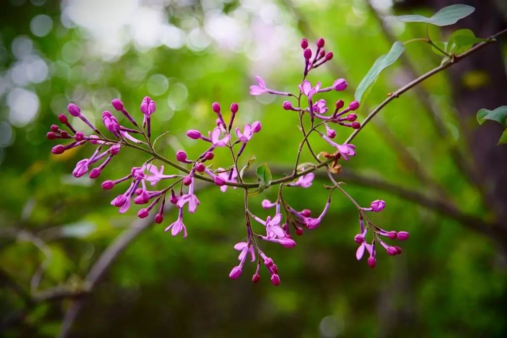 丁香花的花语