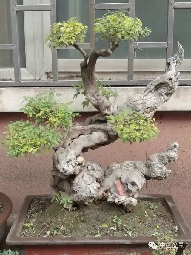 张仟跃文人树盆景在心中