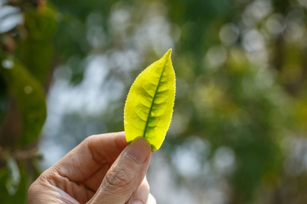 夏茶都去哪了?