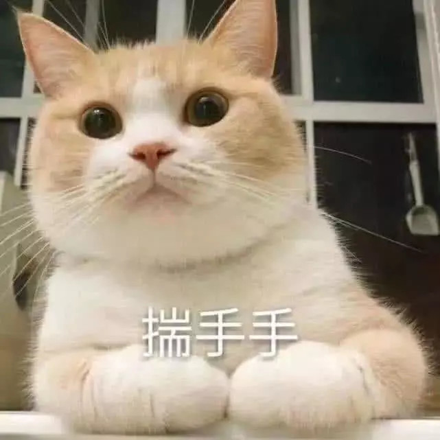 表情包,猫咪,兔子