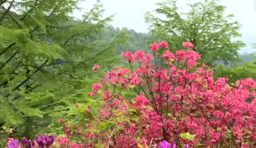 莫干山10万多枝杜鹃花盛开 邀您来赏