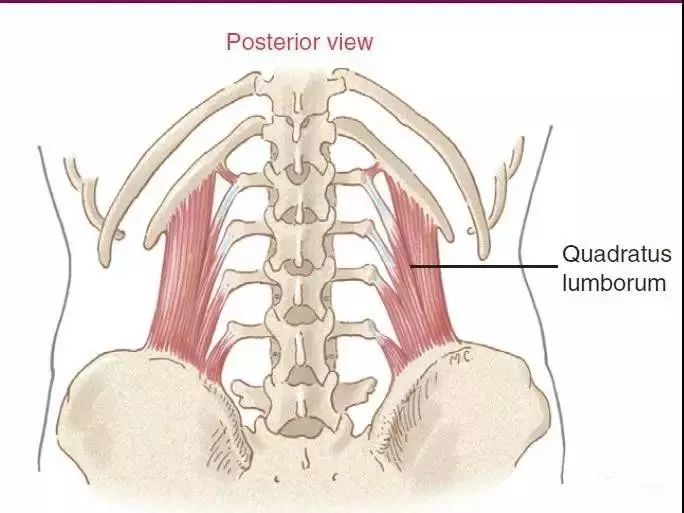腰方肌-腰部酸痛的主要元凶