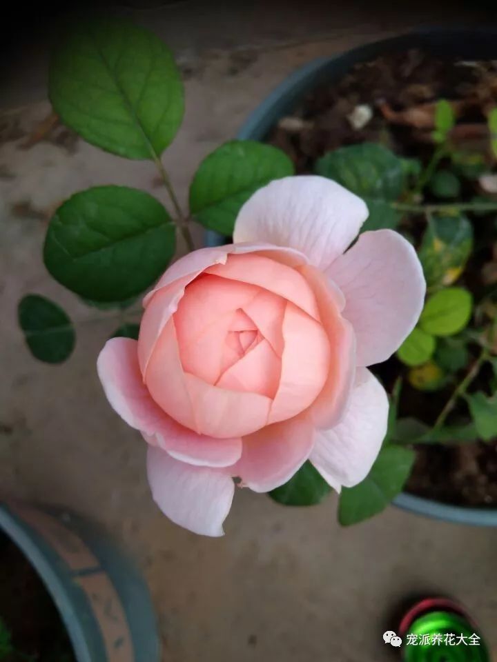 把这三种花像种树一样种下 几乎不用管就年年开花 非常壮观 看点快报