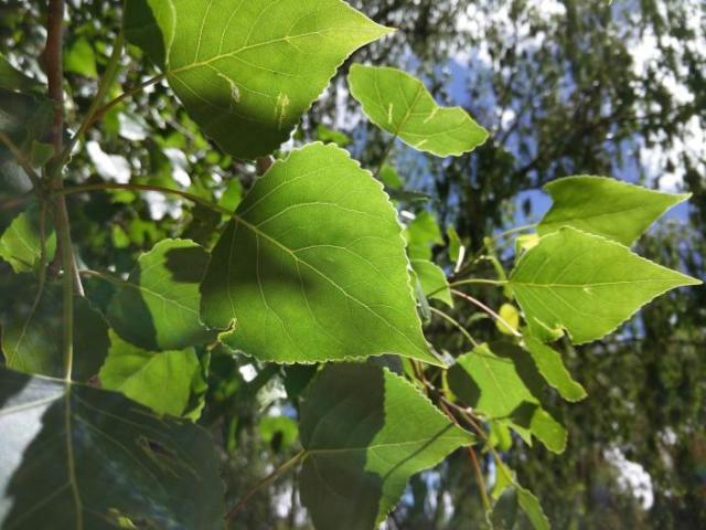 树什么招风成语_成语故事简笔画