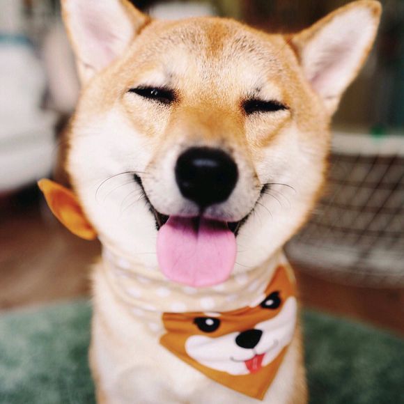 情侣头像,秋田犬,小猫,00后