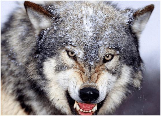 心理学:3种狼的眼神,哪个最凶狠?测在别人眼中你有多