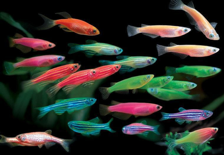 宝莲灯鱼为何在水族市场上受到追捧?低廉的价格也是原因