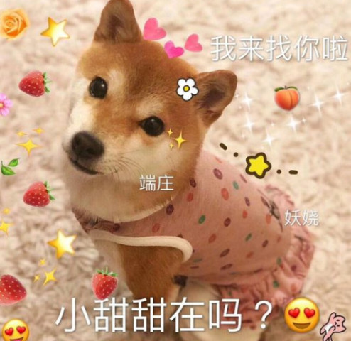 表情包:虽然你变不成喵咪,但是你可以做猫主子