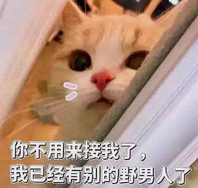 520专属表情包:牵朕的手,就现在!小奶猫直点头:老公说
