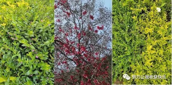 立夏至 食一物 保你从此腿脚无疾 健步如飞 看点快报