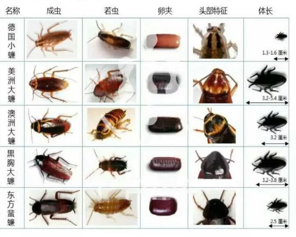 南方蟑螂体长一般在2~4厘米 可以说北方的难入法眼,南方的吓死个人!