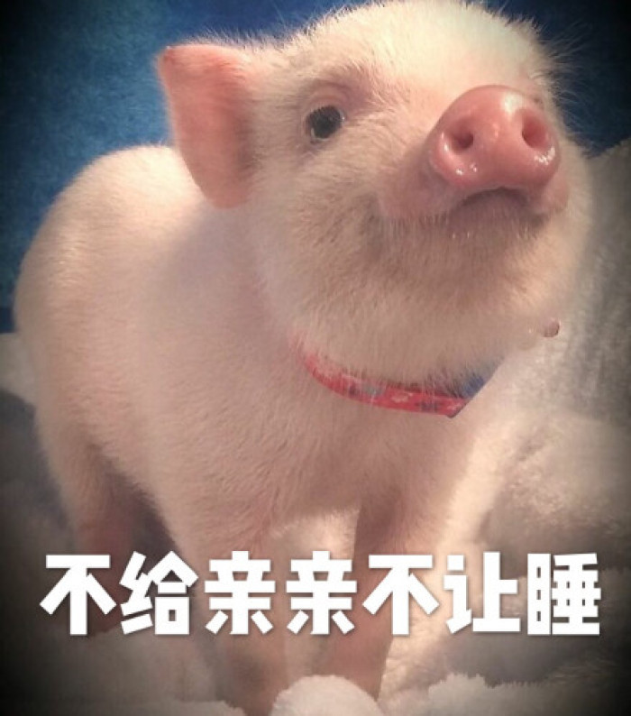 小猪,表情包