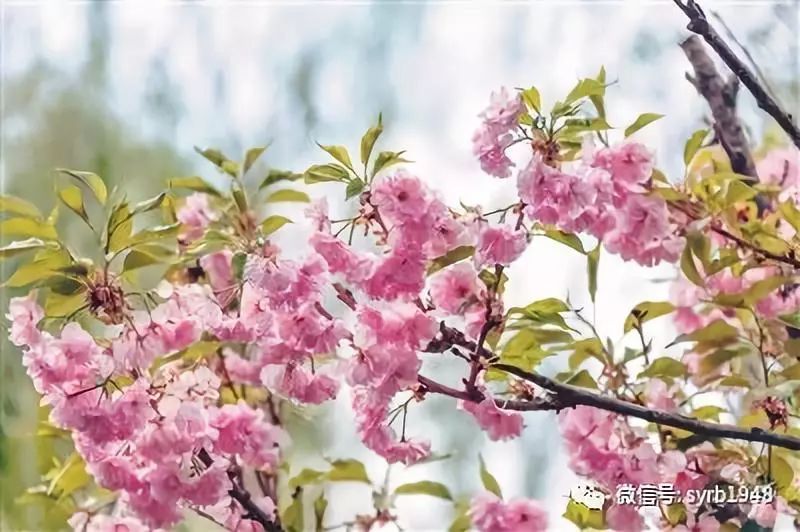 沈阳也有樱花看了,沈阳最大的樱花园免费游玩!