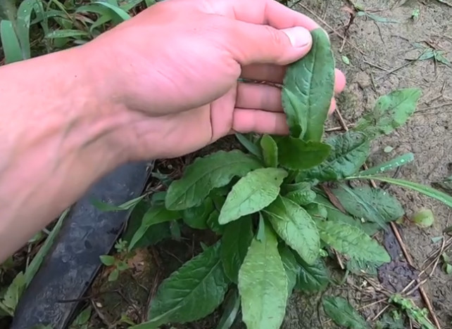 山路边上的这种野草,名字叫做"草鞋底",有什么样的用处呢?