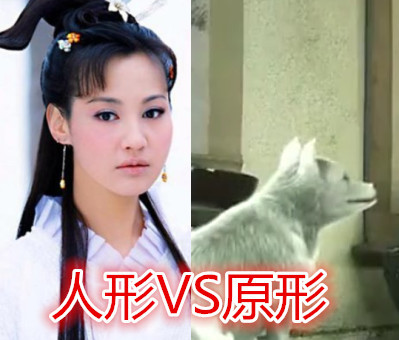 活佛济公妖精现原形:白雪变兔子,白灵变狐狸,她是来搞笑的?