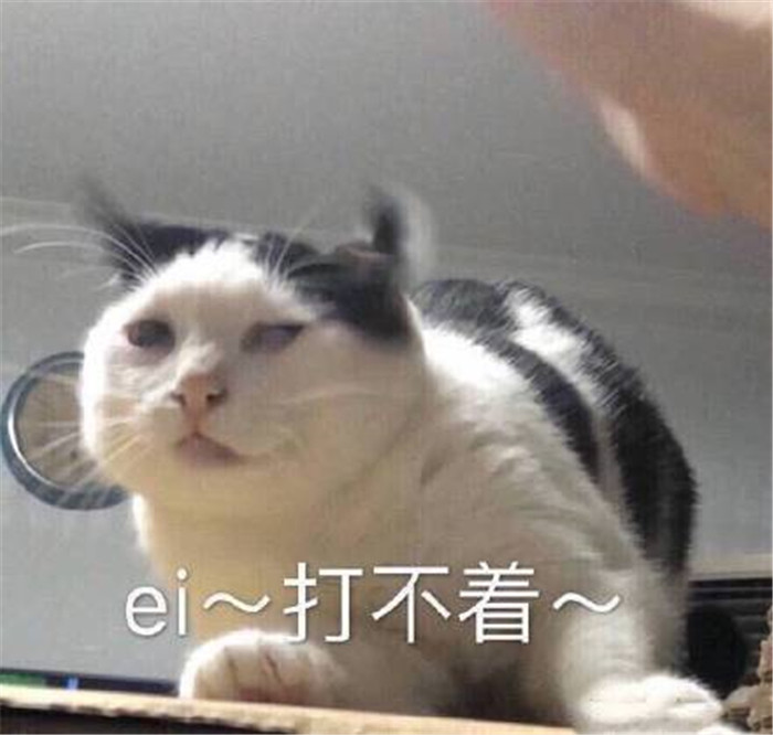 可爱萌宠猫咪表情包:抱住圆滚滚的自己