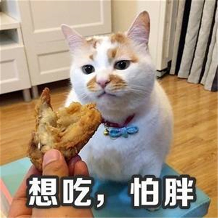 可爱萌宠猫咪表情包:抱住圆滚滚的自己