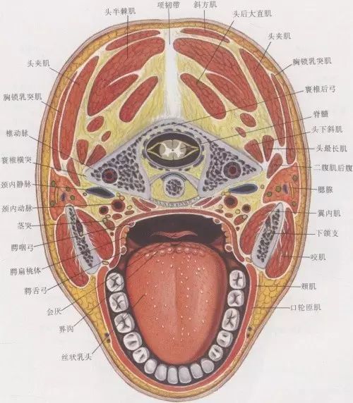 颈部交感干,主要 分布到颈部器官和头部腺体以及平滑肌组成的器官.