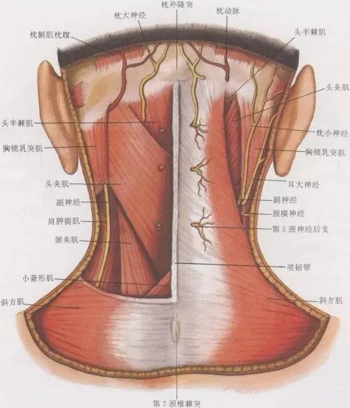 颈部交感干,主要 分布到颈部器官和头部腺体以及平滑肌组成的器官.