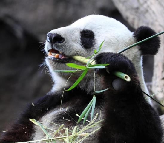 两只狐狸和一个墓碑是什么成语_墓碑的龙凤是什么颜色