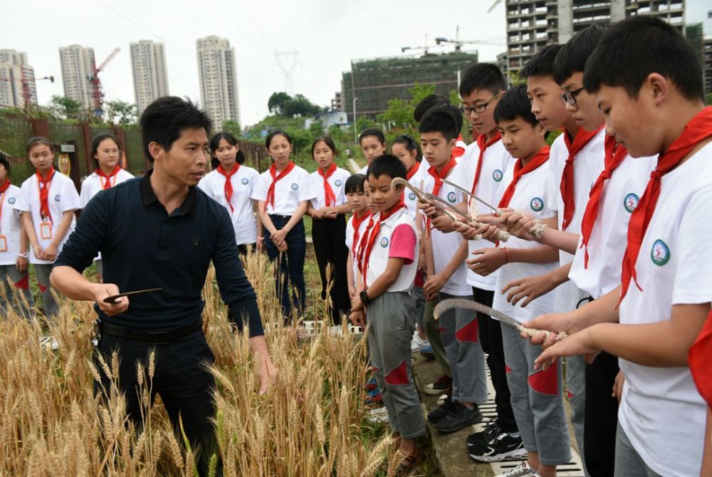 壮观!看江津双福二小学生割麦子,栽秧子!